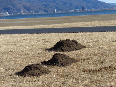 諏訪湖畔 芝生の中のモグラ塚 画像付 諏訪湖のほとり 山岡弘道ノート 楽天ブログ