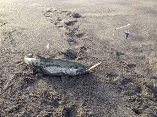 鮭釣り仕掛け 想いのままに 楽天ブログ