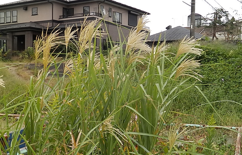 ススキと仲間と 続々 ゆったりロード 南浅川 散歩 楽天ブログ