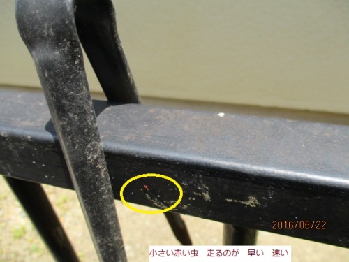 庭の柵に ちいさい 赤い虫 ダニのようだなあ 元気が良いなあ はた坊のブログ 家庭菜園を始めて16年目になりました 楽天ブログ