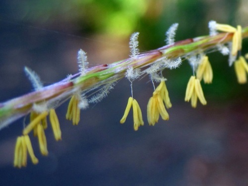 ススキの大株をウォーキングの途中で見つけました 昨年観察したススキの花のつくり ススキの名前の由来も紹介します しろうと自然科学者の自然観察日記 楽天ブログ