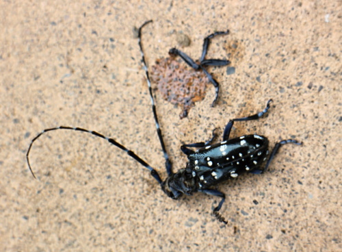 カミキリ虫 バラと可愛い花たち 楽天ブログ