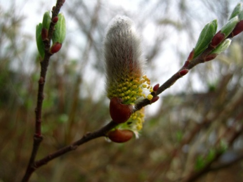 ネコヤナギの花が咲いています ヤナギは観賞用に雄株が栽培されることが多いそうで やはり雄花でした 雄花の特徴を観察してみました しろうと自然科学者の自然観察日記 楽天ブログ