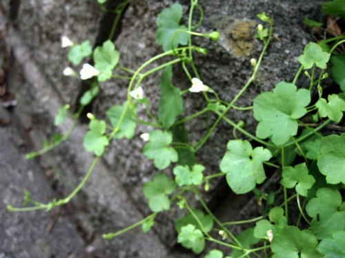 道ばたに咲くツタバウンラン 白い花と薄紫色の花の2種類のツタバウンランを見つけました ツタバウンランの名は 蔓性の蔦の葉のようなウンラン 海蘭 から しろうと自然科学者の自然観察日記 楽天ブログ