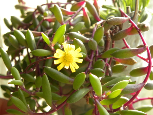 ルビーネックレスの花 みるみる伸びるチューリップ ムスカリ エレムルスの芽 花に癒されて 楽天ブログ