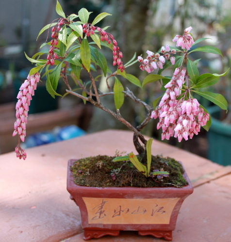 アセビの鉢植え バラと可愛い花たち 楽天ブログ