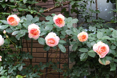 ペッシュボンボン バラと可愛い花たち 楽天ブログ