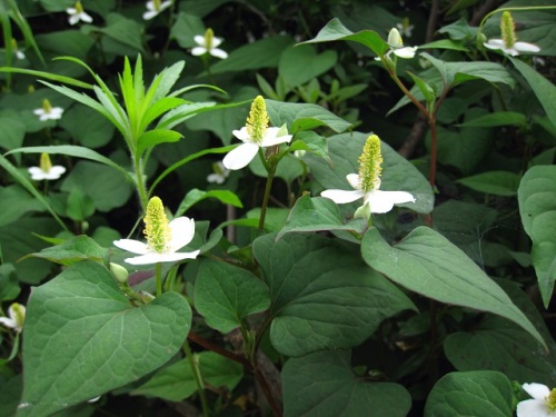 ドクダミの花が咲く季節になりました ドクダミの花序には小さい花が密集していますが 萼や花びらはなく 1つの花には3本の雌蕊花柱と3本の雄蕊があるそうです しろうと自然科学者の自然観察日記 楽天ブログ