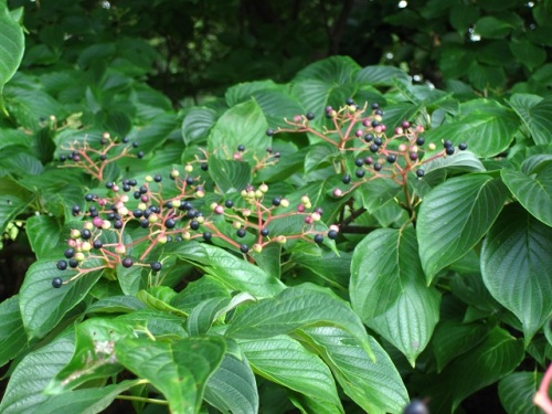 ミズキの実が黒く色づいてきました クマノミズキの実も見かけましたが 花の時期が遅いため まだ色づいていません しろうと自然科学者の自然観察日記 楽天ブログ