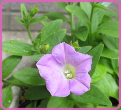 サフィニア ペチュニア カリブラコアのお花の違いです 狭い庭を花いっぱいにする育て方 楽天ブログ