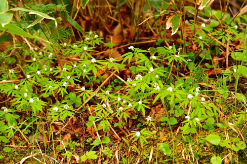 DSC_0476.jpg