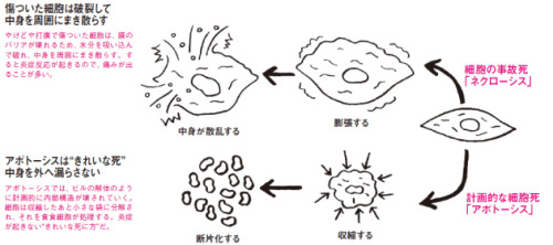 細胞２日経1302.jpg