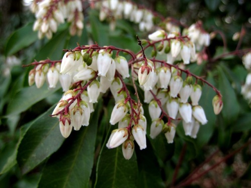 アセビの花が咲き始めました 昨年は花のつくりを調べ 小さな花の中にも確実に受粉して種子を作り子孫を残していく巧妙なつくりがあることを知りました しろうと自然科学者の自然観察日記 楽天ブログ