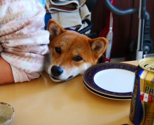 柴犬花子はストーカーみたい 柴犬花子の亀有生活 楽天ブログ
