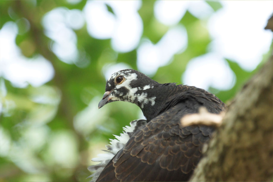 大賀ハス（薬師池公園） 花鳥緑彩 楽天ブログ