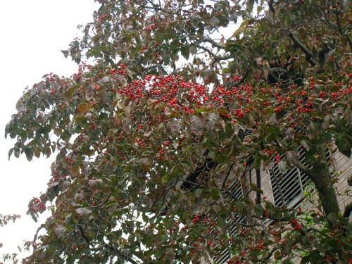 ハナミズキの赤い実が目立つ季節になりました 実の先端に小さな萼や雌蕊花柱が残っているので ハナミズキの赤い実ができるまでを振り返ってみました しろうと自然科学者の自然観察日記 楽天ブログ