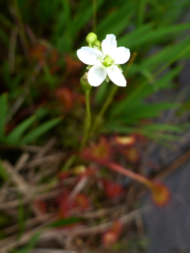 モウセンゴケ の 花 アウトドアの交差点 楽天ブログ