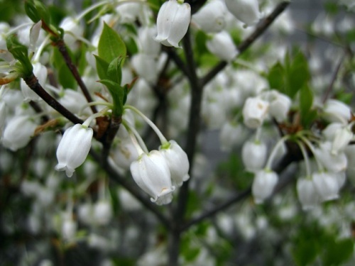 ドウダンツツジとブルーベリーの花が咲いています 同じツツジ科で 釣鐘型の花の形が似ています しろうと自然科学者の自然観察日記 楽天ブログ