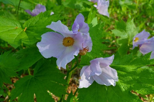 DSC_0612.jpg