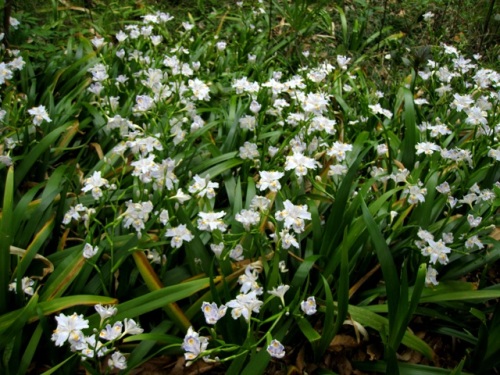 シャガの花 調べてみると 9枚の花びらに見えるのは 3枚の外花被 萼 3枚の内花被 花びら 3本の雌蕊 花柱 で 受粉のための巧妙なつくりになっています しろうと自然科学者の自然観察日記 楽天ブログ