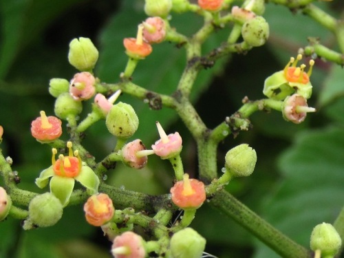 ヤブガラシの花を見かけるようになり 初めて花のつくりを観察できました 薄緑色の花びら4枚 雄しべ4本 橙色の花盤の中央に黄色い雌しべが1本あります しろうと自然科学者の自然観察日記 楽天ブログ