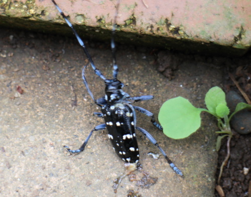 カミキリ虫 バラと可愛い花たち 楽天ブログ