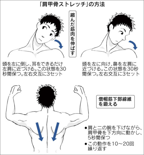 肩甲骨ストレッチ日経120520.jpg