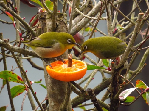 庭の鳥 仲良しメジロ 公園でツグミとシロハラが喧嘩 大分金太郎の花鳥蝶月 楽天ブログ