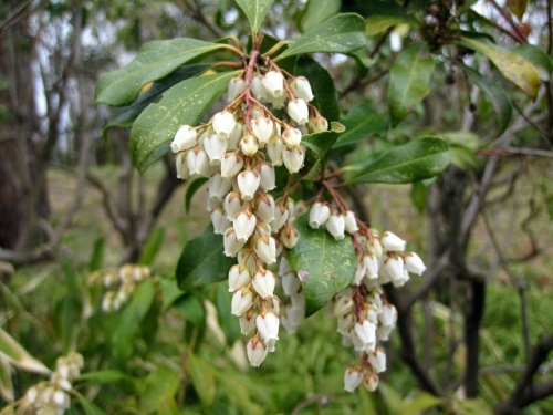 アセビの花が咲いています 調べてみると アセビの小さな花の中にも 確実に受粉して種子を作り子孫を残していく巧妙なつくり 構造があることがわかります しろうと自然科学者の自然観察日記 楽天ブログ