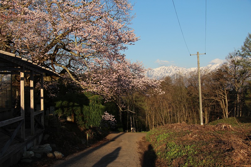 42315小川村早朝の立谷の桜.jpg