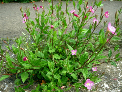 野の花 その2 赤い雑草特集です アカツメクサ アカバナユウゲショウ ムラサキカタバミです しろうと自然科学者の自然観察日記 楽天ブログ