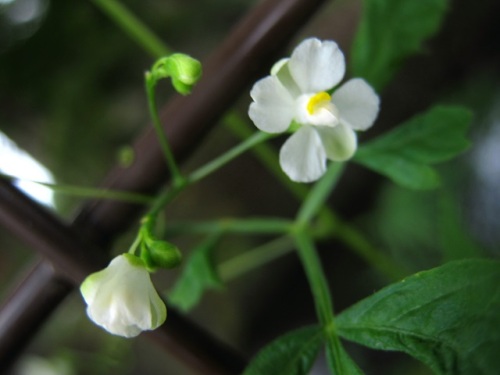 フウセンカズラの花のようです ウォーキングコースで 白い小さな花が咲く蔓性植物を見つけました 実がなるのを待っていたのですが 見つかりません しろうと自然科学者の自然観察日記 楽天ブログ