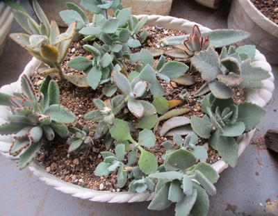 カランコエ属のツキトジの寄せ植えを作りました 狭い庭を花いっぱいにする育て方 楽天ブログ