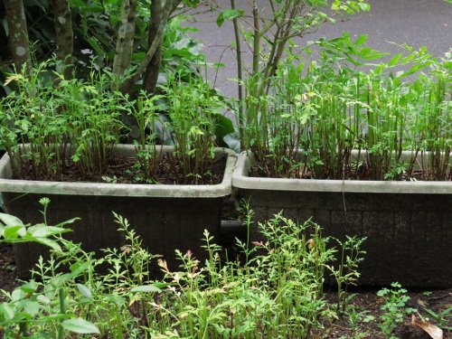 趣味の園芸 ウィンターコスモスの摘芯と挿し芽 トビが裏の家の屋根に居た 大分金太郎の花鳥蝶月 楽天ブログ