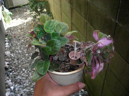 セントポーリアの植え替え 更新 です グリーンアンドフラワー 楽天ブログ