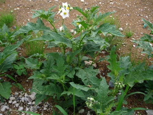 ワルナスビの花が咲き始めました 茎や葉に鋭いとげが多いうえ よく繁殖し 除草剤も効きにくく 一度生えると駆除しにくい始末の悪い帰化植物です しろうと自然科学者の自然観察日記 楽天ブログ