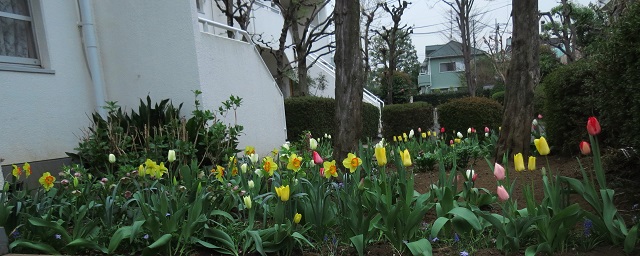 庭の花2.JPG