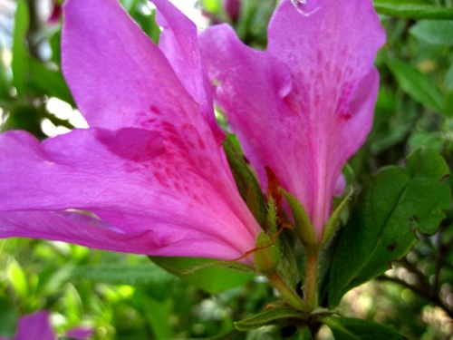 ツツジの花 一重咲きと二重咲き 気になって花のつくりを調べてみました 二重咲きの外側の花冠は 萼片が変化したものなのでしょうか しろうと自然科学者の自然観察日記 楽天ブログ