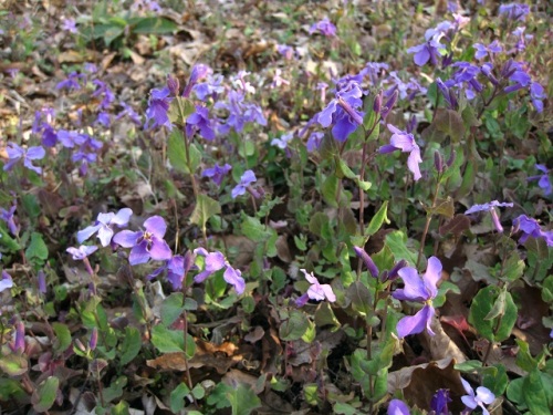 オオアラセイトウ ショカツサイ ムラサキハナナ が一斉に咲き始めました ムラサキハナナの名前の通り 一面紫色です しろうと自然科学者の自然観察日記 楽天ブログ