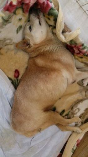 すごい寝相 老犬ホーム 運営日記 楽天ブログ