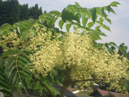 ウルシの木の花 花 花 楽天ブログ