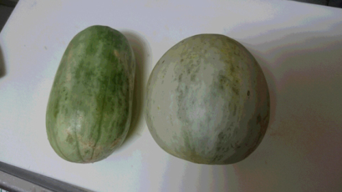 メロンと“きんかうり” | りょうちんのブログ - 楽天ブログ