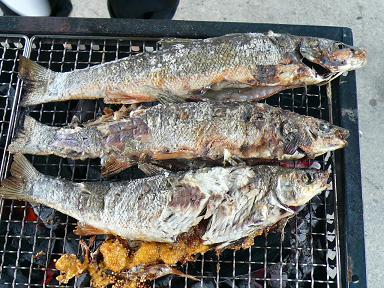 桜鯎 さくらうぐい 柳鮠 やなぎはや 古聖の方丈記 畢竟如何 楽天ブログ