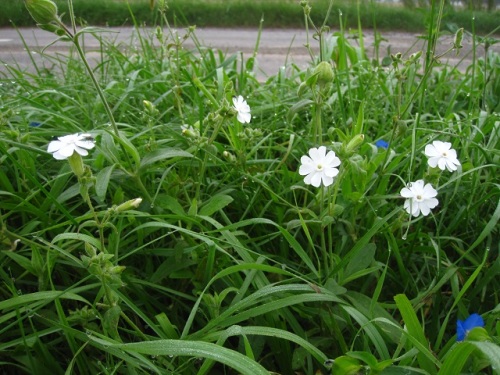 道ばたで咲いていたマツヨイセンノウの白い花 マツヨイセンノウの花は 宵を待って夕方から花が咲き朝には閉じます 北海道での自然観察 その3 しろうと自然科学者の自然観察日記 楽天ブログ