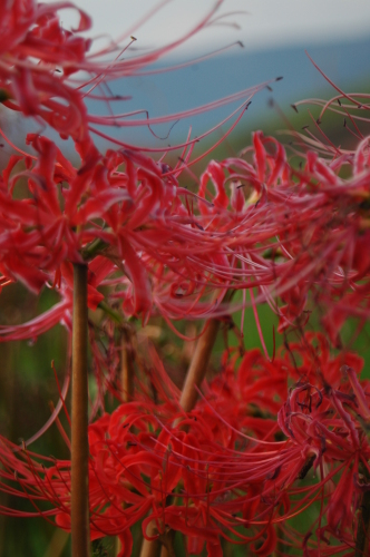 DSC_6572.JPG