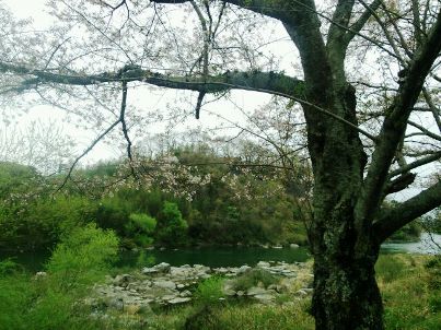 ☆桜と川.JPG