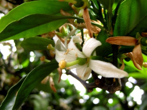 ミカンの花の続編です ウォーキングの途中で別のミカンの花を見つけ ミカンの花からミカンの実が成長してくる様子がわかりました しろうと自然科学者の自然観察日記 楽天ブログ