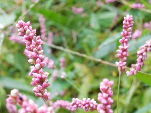ソバのそばに生えているイヌタデは濃いピンクの花 フッペルのグーテンモルゲンweb録 楽天ブログ