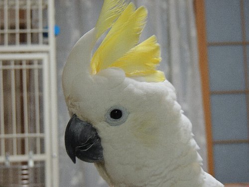 鳥さんイイね タイハクオウム アルーキバタン ホオミドリウロコインコ タイハクオウムのマリリン達と田舎で暮す日々 楽天ブログ