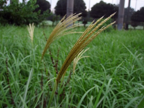 ススキの穂が目立つ季節になり 花を観察しました ススキの花言葉に 秋風に想いを乗せて というのがあり 秋風に揺れる白いススキの穂を表しているようで共感できます しろうと自然科学者の自然観察日記 楽天ブログ